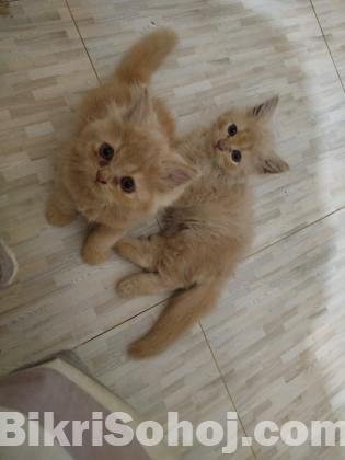 Persian Cat